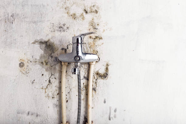 Professional Mold Removal in Fresno, CA