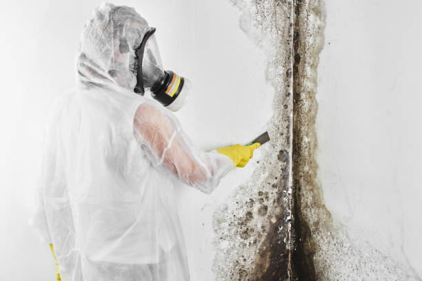 Best Certified Mold Removal  in Fresno, CA