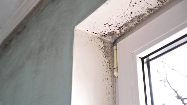 Professional Mold Removal in Fresno, CA