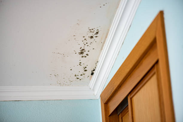 Best Local Mold Removal Service  in Fresno, CA