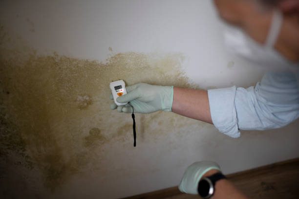 Best Mold Removal and Inspection  in Fresno, CA