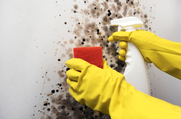 Best Black Mold Removal  in Fresno, CA