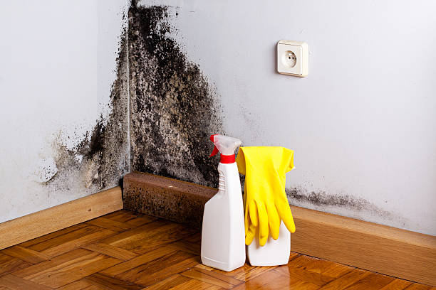 Best Attic Mold Removal  in Fresno, CA