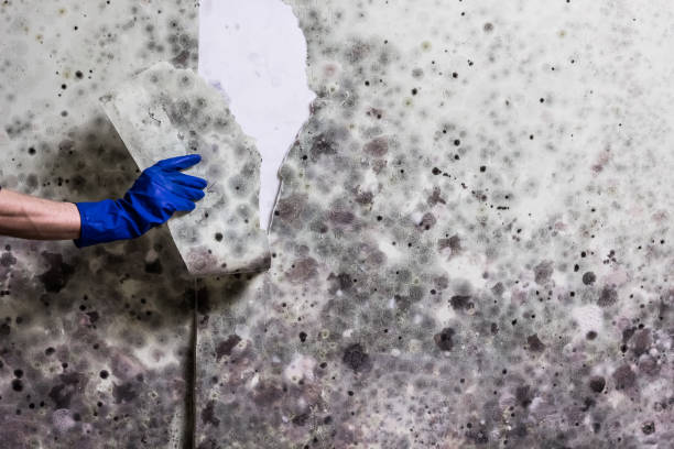 Best Mold Damage Repair  in Fresno, CA